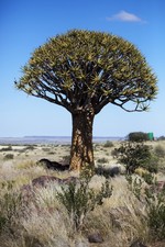 Namibia, quivertree