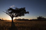 Namibia, tree