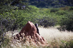 Namibia, baboon
