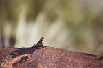 Namibia, lizard