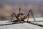 Namibia, beetle