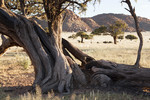 Namibia, trees