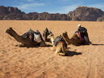 wadi Rum Camels wait