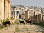 Jerash goats