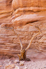 Petra tree